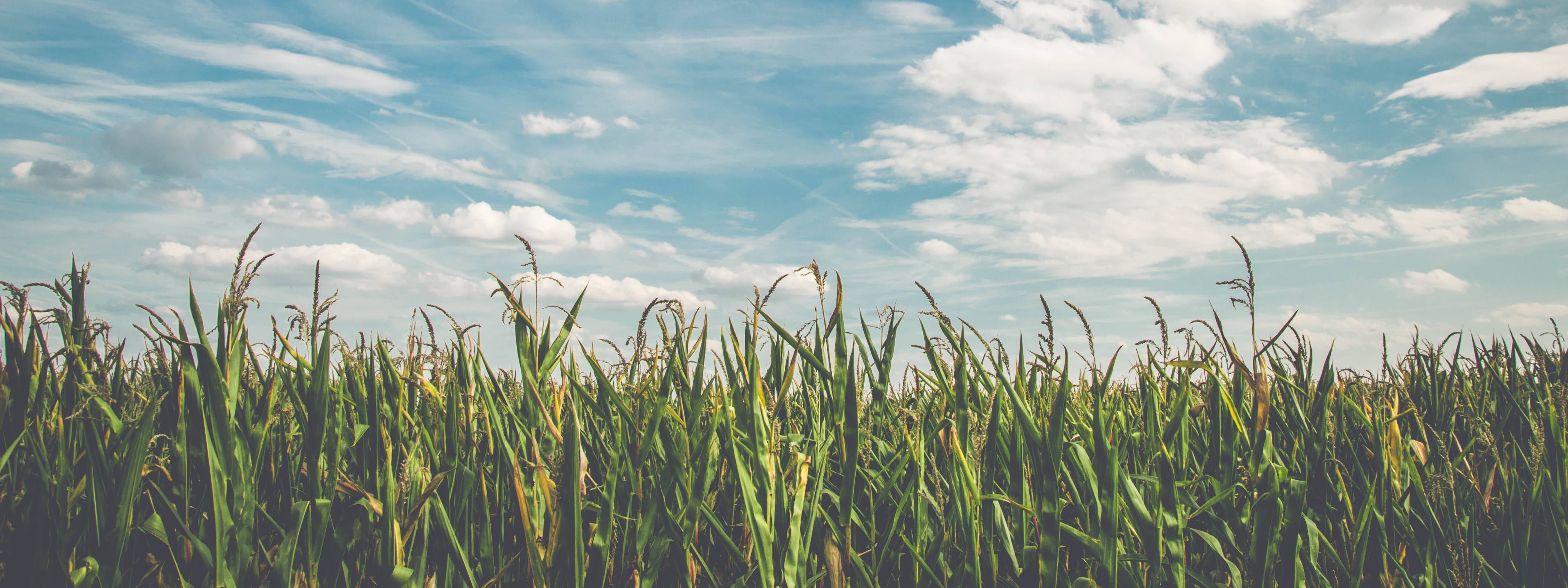 Sustainable alternatives to petroleum products