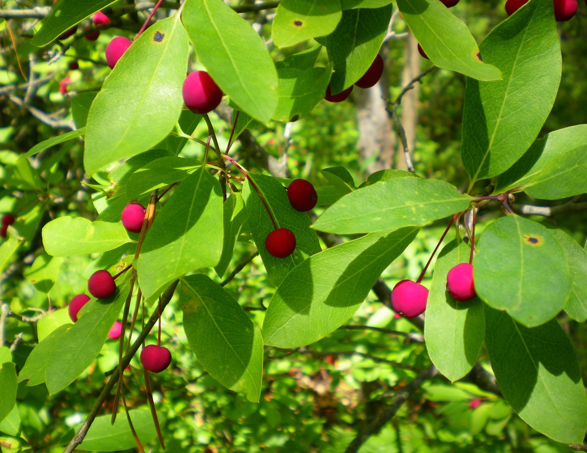 Member-to-Member Webinar: The Basics of Growing Fruit Trees